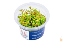 Lade das Bild in den Galerie-Viewer, Aqua Art - Farbige Rotala | Rotala sp.'Yao Yai' | In Vitro Aquariumpflanze