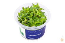 Lade das Bild in den Galerie-Viewer, Aqua Art - Kriechende Staurogyne | Staurogyne repens | In Vitro Aquariumpflanze