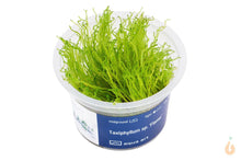 Lade das Bild in den Galerie-Viewer, Aqua Art - Flammenmoos | Taxiphyllum 'Flame Moss' | In Vitro Aquariummoos