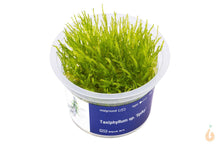 Lade das Bild in den Galerie-Viewer, Aqua Art - Spiky-Moos | Vesicularia 'Spiky' | In Vitro Aquariummoos