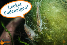 Lade das Bild in den Galerie-Viewer, Amano Garnele / Amanogarnele | TOP Algenfresser | Caridina multidentata frisst Fadenalgen / Algen