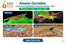 Lade das Bild in den Galerie-Viewer, Amano Garnelen deutsche Nachzucht / DNZ - Naturform, Gelbe Amanogarnele, Weiße Amanogarnele und Rote Amanogarnele bei Aqua Birne