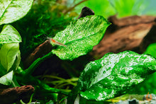 Lade das Bild in den Galerie-Viewer, Anubias Pinto / barteri nana Variegata | Panaschiertes Speerblatt | Aquarium Topfpflanze