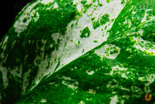 Lade das Bild in den Galerie-Viewer, Anubias Pinto / barteri nana Variegata | Panaschiertes Speerblatt | Aquarium Topfpflanze Detailaufnahme