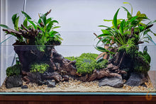 Lade das Bild in den Galerie-Viewer, Anubias barteri Glabra | Kahles Speerblatt | Im Aquascaping Aquarium