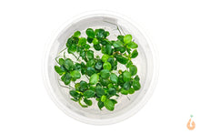 Lade das Bild in den Galerie-Viewer, Anubias barteri 'Mini Coin' In Vitro Aquariumpflanze - Rarität XL Becher