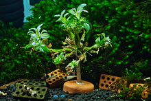 Lade das Bild in den Galerie-Viewer, Anubias barteri nana Variegata | Panaschiertes Speerblatt | In Vitro - Rarität im Nanoaquarium mit Black Bee Garnelen