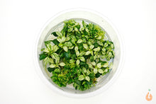 Lade das Bild in den Galerie-Viewer, Anubias barteri nana Variegata | Panaschiertes Speerblatt | In Vitro XL Becher - Rarität