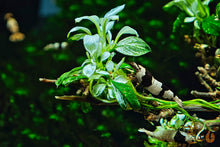 Lade das Bild in den Galerie-Viewer, Anubias Pionto / Anubias barteri nana Variegata | Panaschiertes Speerblatt | Im Garnelenaquarium mit Black Bee Garnelen