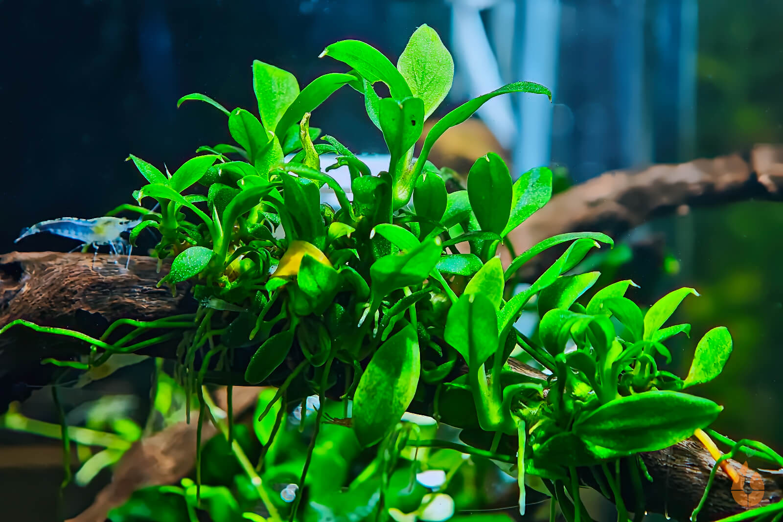 Anubias sp. Pangolino | Zwergspeerblatt