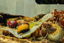 Lade das Bild in den Galerie-Viewer, Aqua Birne - Premium Algenplatten / Algae Plate | Algen Zusatzfutter für Aquarium Schnecken