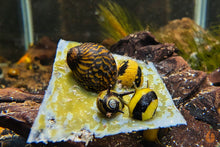 Lade das Bild in den Galerie-Viewer, Aqua Birne - Premium Algenplatten / Algae Plate | Algen Zusatzfutter im Aquarium