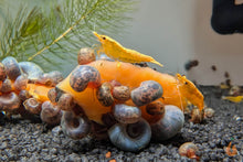 Lade das Bild in den Galerie-Viewer, Blaue Posthornschnecke - Avatar Schnecke | PHS Blau | Helisoma cf.anceps im Garnelenaquarium