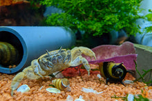 Lade das Bild in den Galerie-Viewer, Aqua Birne - Premium Seetang rot / Roter Seetang | Algen Einzelfuttermittel im Krabbenaquarium