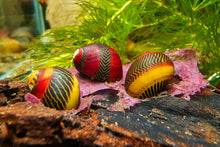 Lade das Bild in den Galerie-Viewer, Aqua Birne - Premium Seetang rot / Roter Seetang | Algen Einzelfuttermittel mit roten Aquariumschnecken