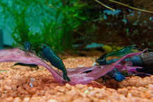 Lade das Bild in den Galerie-Viewer, Green Jade Extreme Garnele | Neocaridina davidi "Green Jade" im Garnelenaquarium