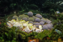 Lade das Bild in den Galerie-Viewer, Aqua Birne - Premium pH Protect | Schützt den pH Wert im Aquarium mit Premium Mineral Balls in einer Futterschüssel