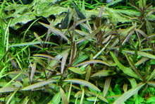 Lade das Bild in den Galerie-Viewer, Araguaia Wasserfreund | Hygrophila lancea 'Araguaia' | Aquascape Aquarium