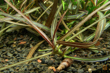 Lade das Bild in den Galerie-Viewer, Araguaia Wasserfreund | Hygrophila lancea 'Araguaia' | Aquarium Wasserpflanze