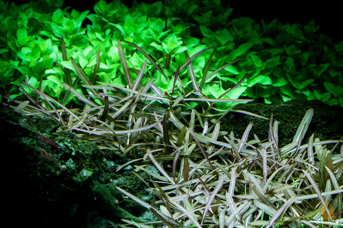 Araguaia Wasserfreund | Hygrophila lancea 'Araguaia' | Aquariumpflanze