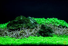 Lade das Bild in den Galerie-Viewer, Araguaia Wasserfreund | Hygrophila lancea 'Araguaia' | Aquascaping Aquarium