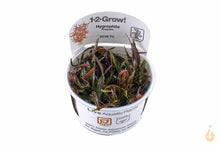 Lade das Bild in den Galerie-Viewer, Tropica - Araguaia Wasserfreund | Hygrophila lancea 'Araguaia' | In Vitro Aquariumpflanze