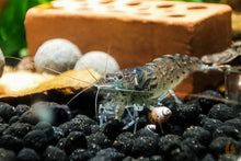 Lade das Bild in den Galerie-Viewer, Australische Amano Garnele / Amanogarnele | Guter Algenfresser | Caridina typus im Nanoaquarium