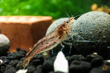 Lade das Bild in den Galerie-Viewer, Australische Amano Garnele / Amanogarnele | Guter Algenfresser | Caridina typus mit Premium Mineral Ball
