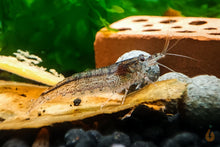 Lade das Bild in den Galerie-Viewer, Australische Amano Garnele / Amanogarnele | Guter Algenfresser | Caridina typus im Aquascape Aquarium