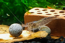 Lade das Bild in den Galerie-Viewer, Australische Amano Garnele / Amanogarnele | Guter Algenfresser | Caridina typus im Nano Aquarium