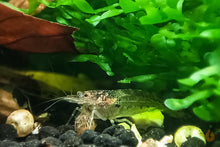 Lade das Bild in den Galerie-Viewer, Australische Amano Garnele / Amanogarnele | Guter Algenfresser | Caridina typus im Aquascaping Aquarium