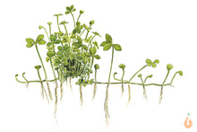 Lade das Bild in den Galerie-Viewer, Australischer Kleefarn | Marsilea hirsuta | In Vitro Aquariumpflanze im Aquascape Aquarium als Zeichnung