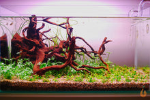 Lade das Bild in den Galerie-Viewer, Fluss Hahnenfuss | Ranunculus inundatus | In Vitro Aquariumpflanze im Aquascaping Aquarium