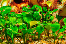 Lade das Bild in den Galerie-Viewer, Australischer Kleefarn | Marsilea hirsuta | In Vitro Aquariumpflanze im Aquarium