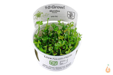 Lade das Bild in den Galerie-Viewer, Australischer Kleefarn | Marsilea hirsuta | In Vitro Aquariumpflanze von Tropica im In-Vitro Becher