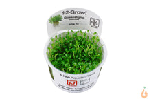 Lade das Bild in den Galerie-Viewer, Australisches Zungenblatt | Glossostigma elatinoides | In Vitro Aquariumpflanze Tropica