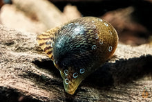 Lade das Bild in den Galerie-Viewer, Batmanschnecke / Fledermausschnecke | Neritina auriculata im Nanoaquarium