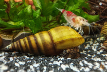 Lade das Bild in den Galerie-Viewer, Bienenschnecke / Gestreifte Turmdeckelschnecke | Brotia dautzenbergiana im Garnelenaquarium