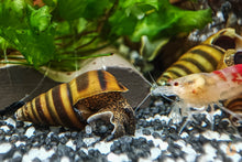 Lade das Bild in den Galerie-Viewer, Bienenschnecke / Gestreifte Turmdeckelschnecke | Brotia dautzenbergiana im Garnelen Aquarium