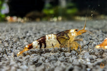 Lade das Bild in den Galerie-Viewer, Black Bee / Crystal Black Bienengarnele | Ur-Stamm | Caridina logemanni im Nanoaquarium