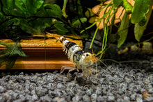 Lade das Bild in den Galerie-Viewer, Black Bee / Crystal Black Bienengarnele | Ur-Stamm | Caridina logemanni im Aquascaping Aquarium