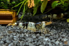 Lade das Bild in den Galerie-Viewer, Black Bee / Crystal Black Bienengarnele | Ur-Stamm | Caridina logemanni im Garnelenaquarium