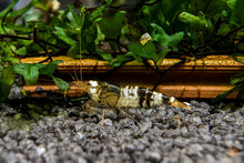 Lade das Bild in den Galerie-Viewer, Black Bee / Crystal Black Bienengarnele | Ur-Stamm | Caridina logemanni im Nano Aquarium