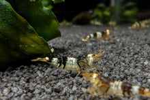 Lade das Bild in den Galerie-Viewer, Black Bee / Crystal Black Bienengarnele | Ur-Stamm | Caridina logemanni im Shrimp Aquarium