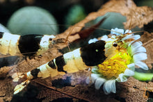 Lade das Bild in den Galerie-Viewer, Black Bee Bienengarnele | Caridina logemanni - ASSA Zuchtlinie im Nanoaquarium