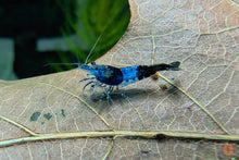 Lade das Bild in den Galerie-Viewer, Blau Schwarze Rili Garnele | Neocaridina davidi "Blue Black Rili" im Aquascape Aquarium