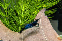Lade das Bild in den Galerie-Viewer, Blau Schwarze Rili Garnele | Neocaridina davidi "Blue Black Rili" im Nano Aquarium
