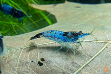 Lade das Bild in den Galerie-Viewer, Blau Schwarze Rili Garnele | Neocaridina davidi "Blue Black Rili" im Schneckenaquarium