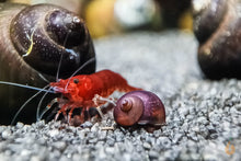 Lade das Bild in den Galerie-Viewer, Blaubeer Schnecke / Blue Berry Snail | Notopala sp. - Rarität Vermehrt im Aquarium