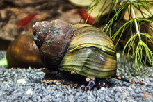 Lade das Bild in den Galerie-Viewer, Blaubeer Schnecke / Blue Berry Snail | Notopala sp. - Rarität Nachzucht / Zucht im Aquarium im Garnelenaquarium